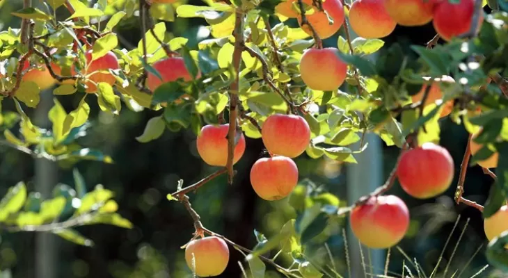 سقوط بی‌سابقه تولید محصولات باغی در استان