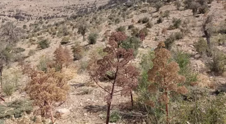 اجرای طرح بذرگیری گیاهان دارویی در شهرستان چرام