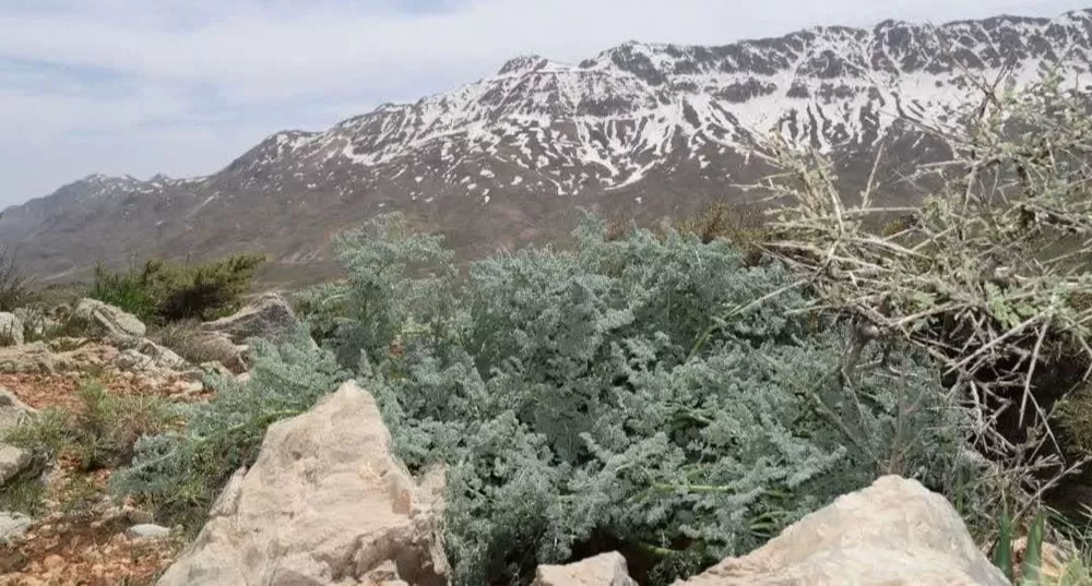 اجرای طرح بذرگیری گیاهان دارویی در شهرستان چرام