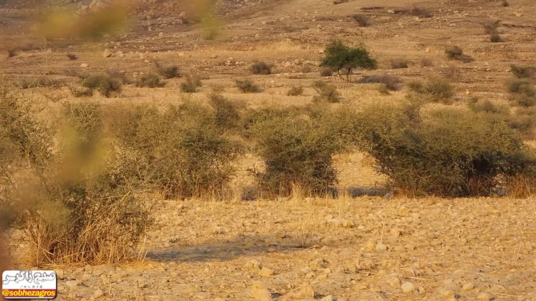 فصل برداشت «رملک» در گچساران+ تصاویر