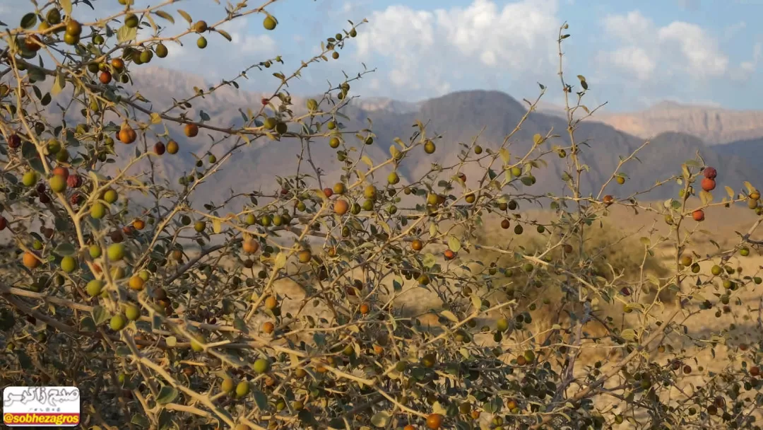 فصل برداشت «رملک» در گچساران+ تصاویر