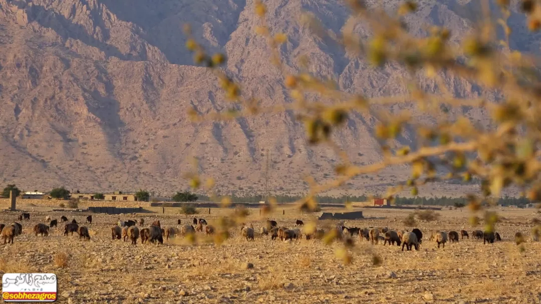 فصل برداشت «رملک» در گچساران+ تصاویر