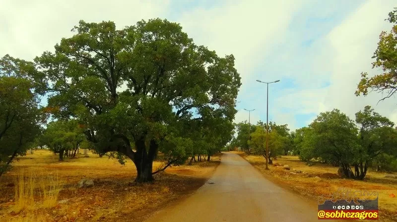 باران پاییزی بر تن بلوط‌های زاگرس+ تصاویر