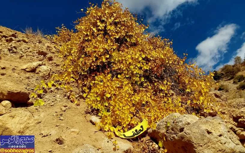 پاییز هزار رنگ سرزمین افسانه‌ای سی‌سخت