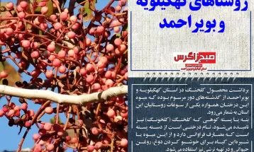 ماجرای قتل شمشادهای بلوار مرکزی یاسوج