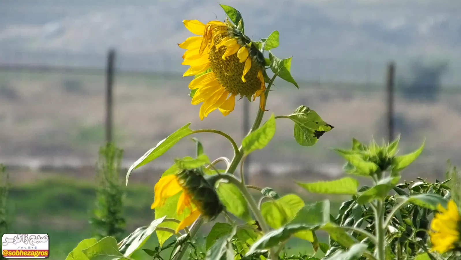 طبیعت پس از باران در گچساران