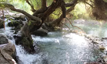 چشمه انجیری بهشتی رویایی در تابستان