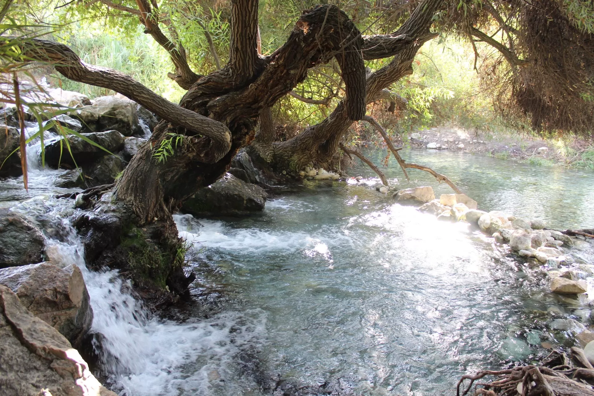 چشمه انجیری بهشتی رویایی در تابستان