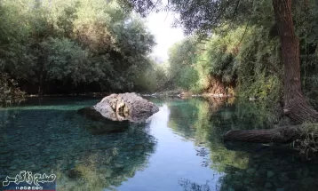 چشمه انجیری بهشتی رویایی در تابستان