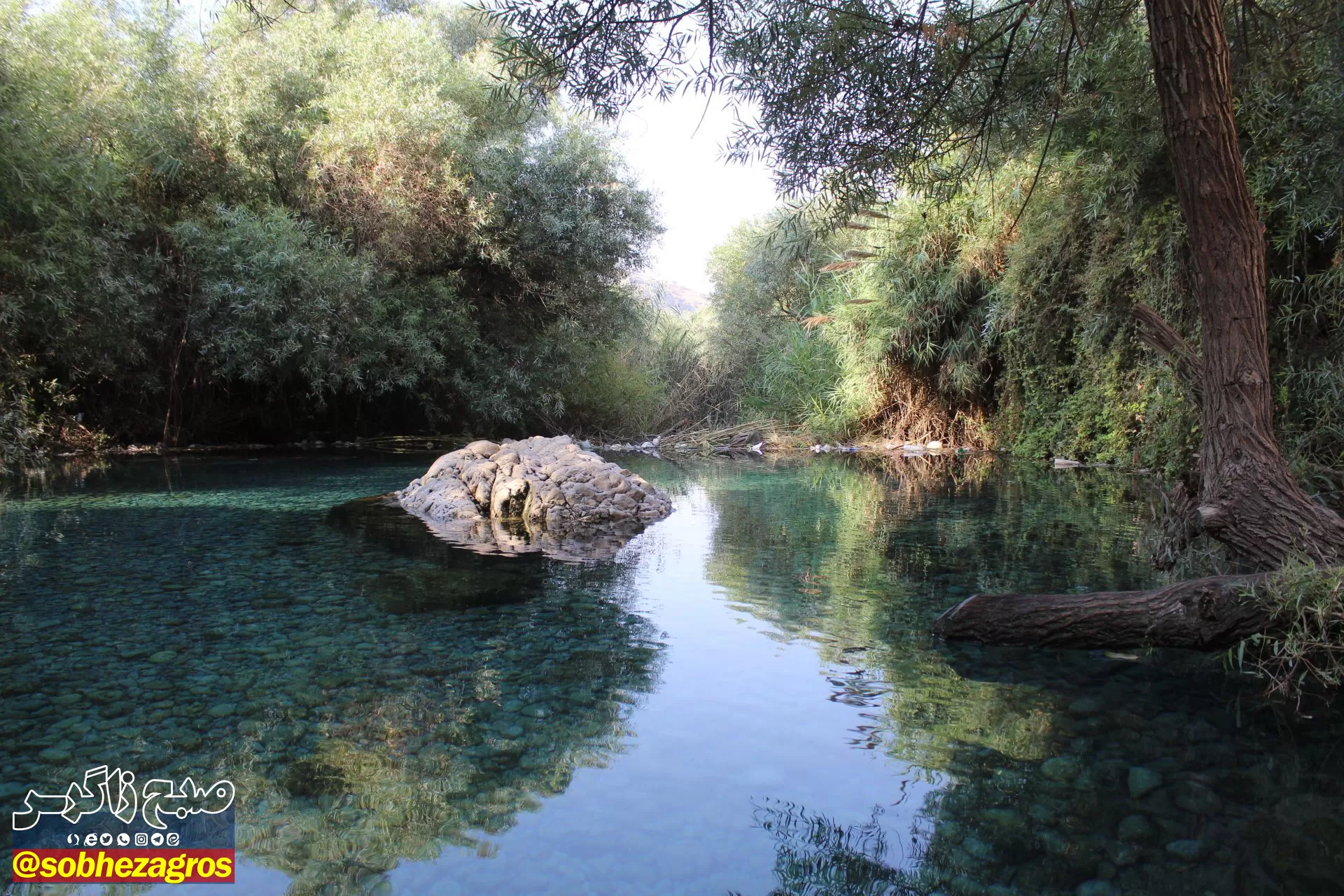 چشمه انجیری بهشتی رویایی در تابستان