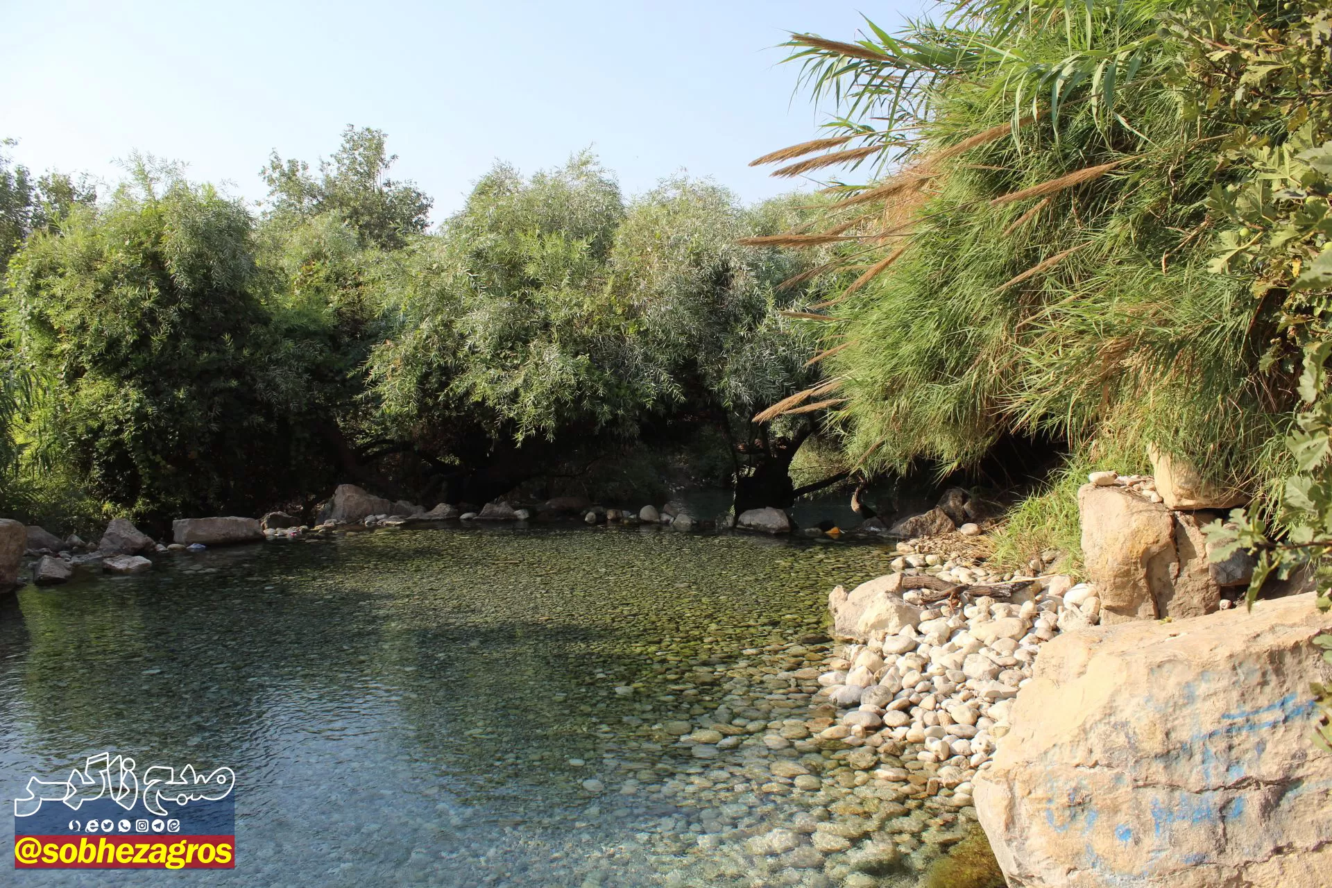 چشمه انجیری بهشتی رویایی در تابستان