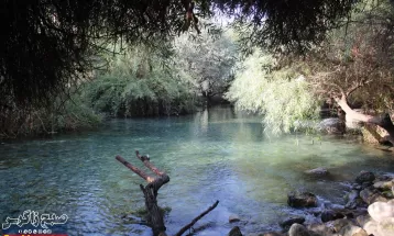 چشمه انجیری بهشتی رویایی در تابستان