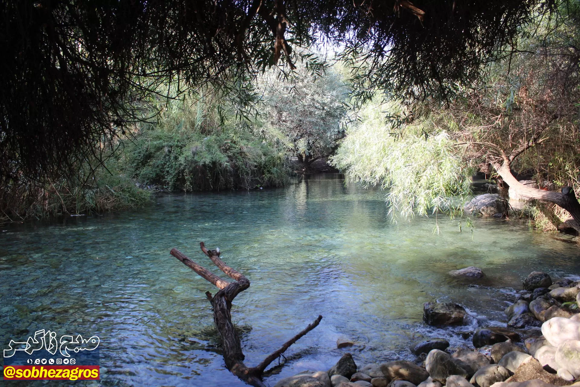 چشمه انجیری بهشتی رویایی در تابستان