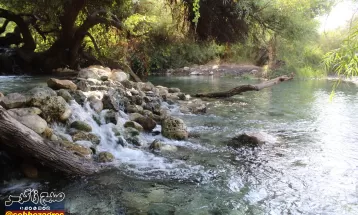 چشمه انجیری بهشتی رویایی در تابستان