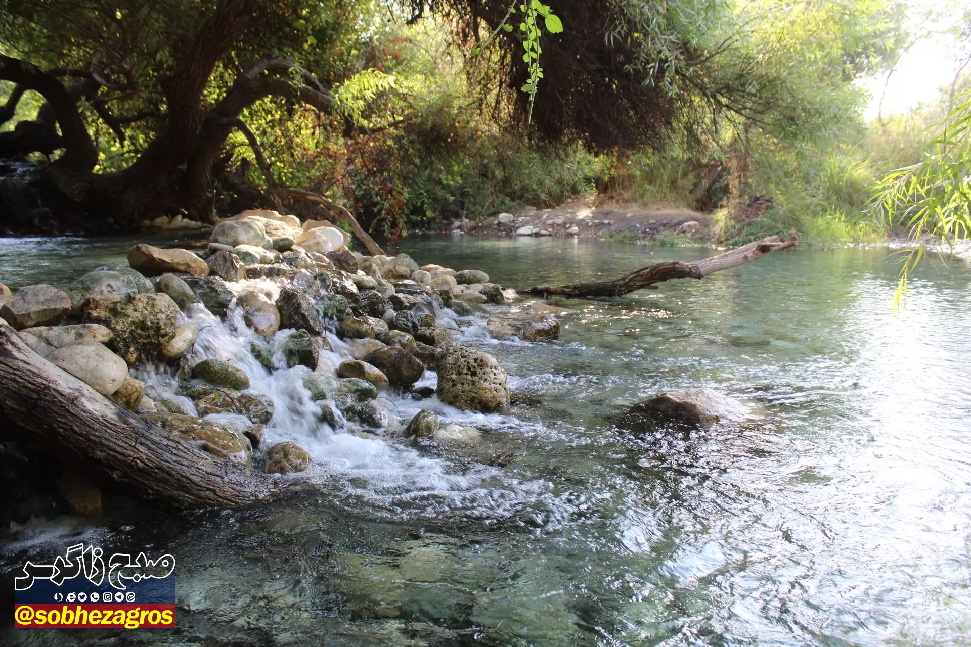 چشمه انجیری بهشتی رویایی در تابستان
