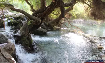 چشمه انجیری بهشتی رویایی در تابستان