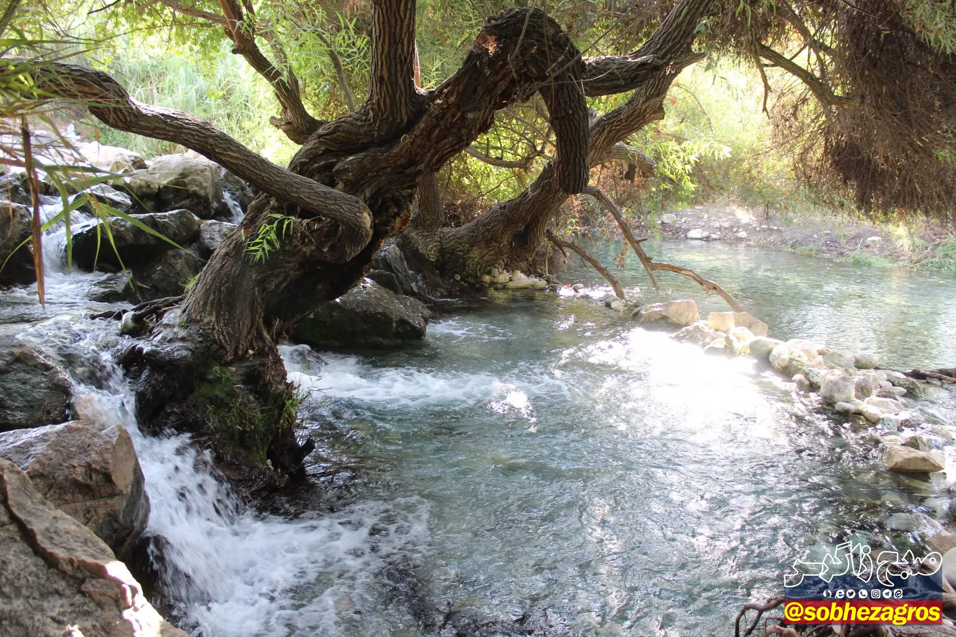 چشمه انجیری بهشتی رویایی در تابستان