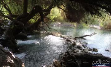 چشمه انجیری بهشتی رویایی در تابستان