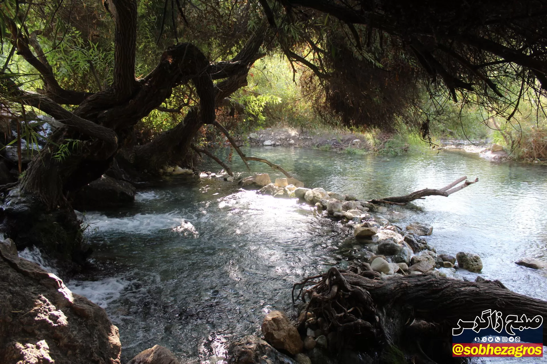 چشمه انجیری بهشتی رویایی در تابستان