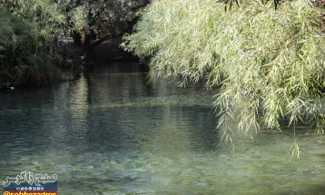 چشمه انجیری بهشتی رویایی در تابستان