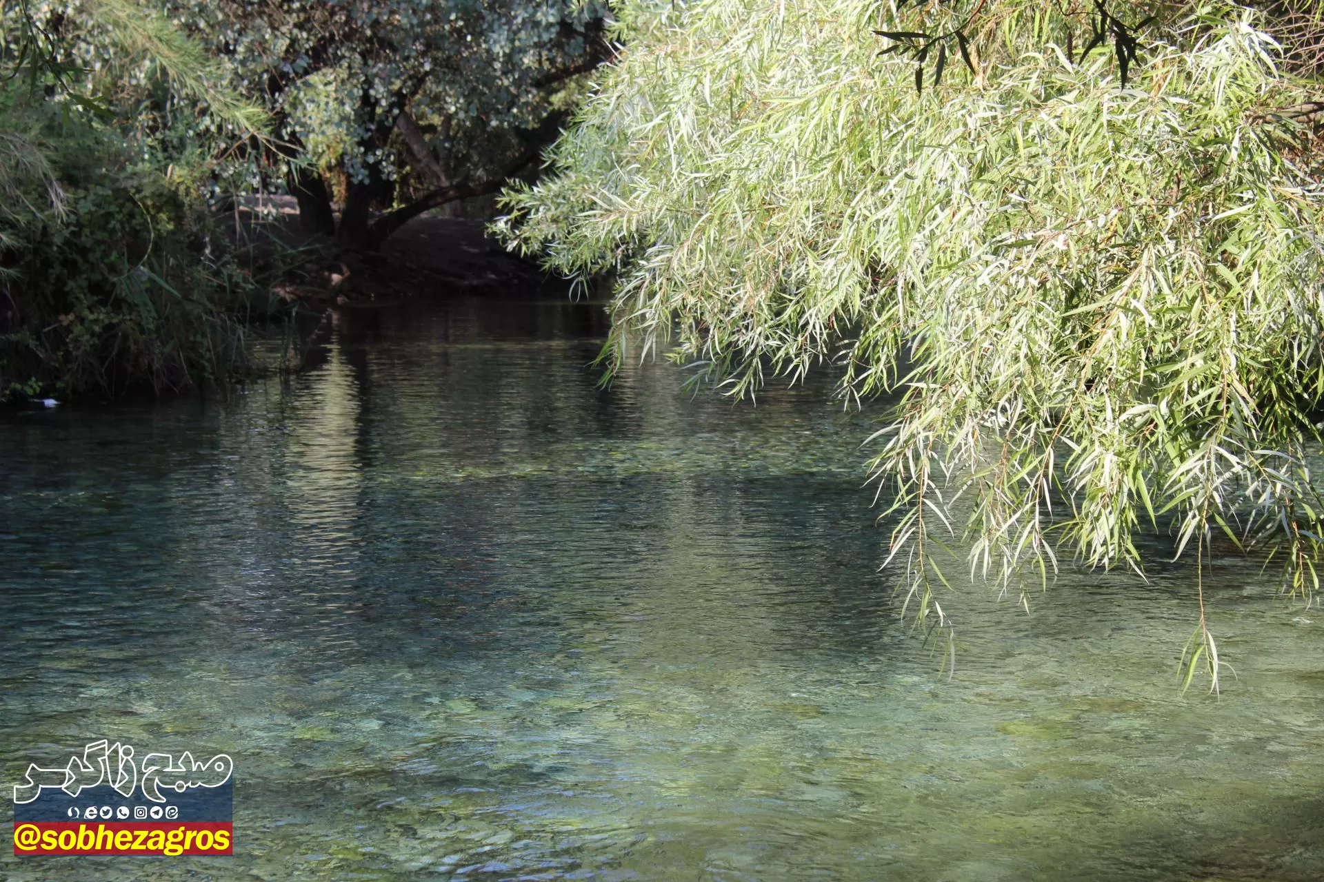 چشمه انجیری بهشتی رویایی در تابستان
