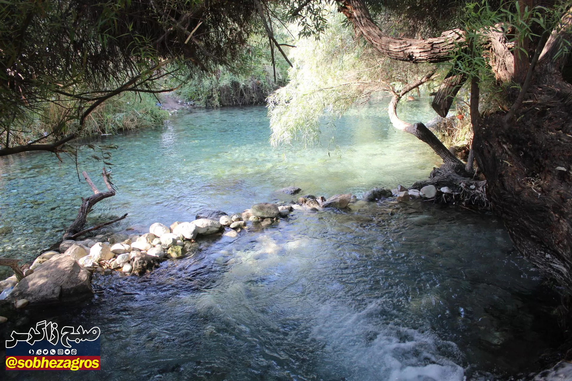 چشمه انجیری بهشتی رویایی در تابستان