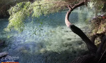 چشمه انجیری بهشتی رویایی در تابستان