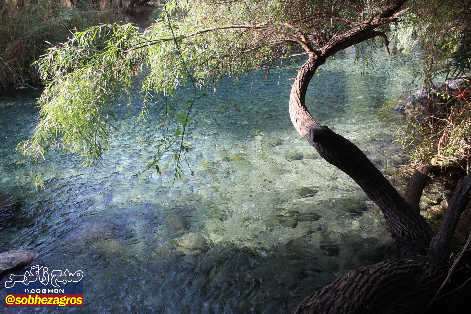 چشمه انجیری بهشتی رویایی در تابستان