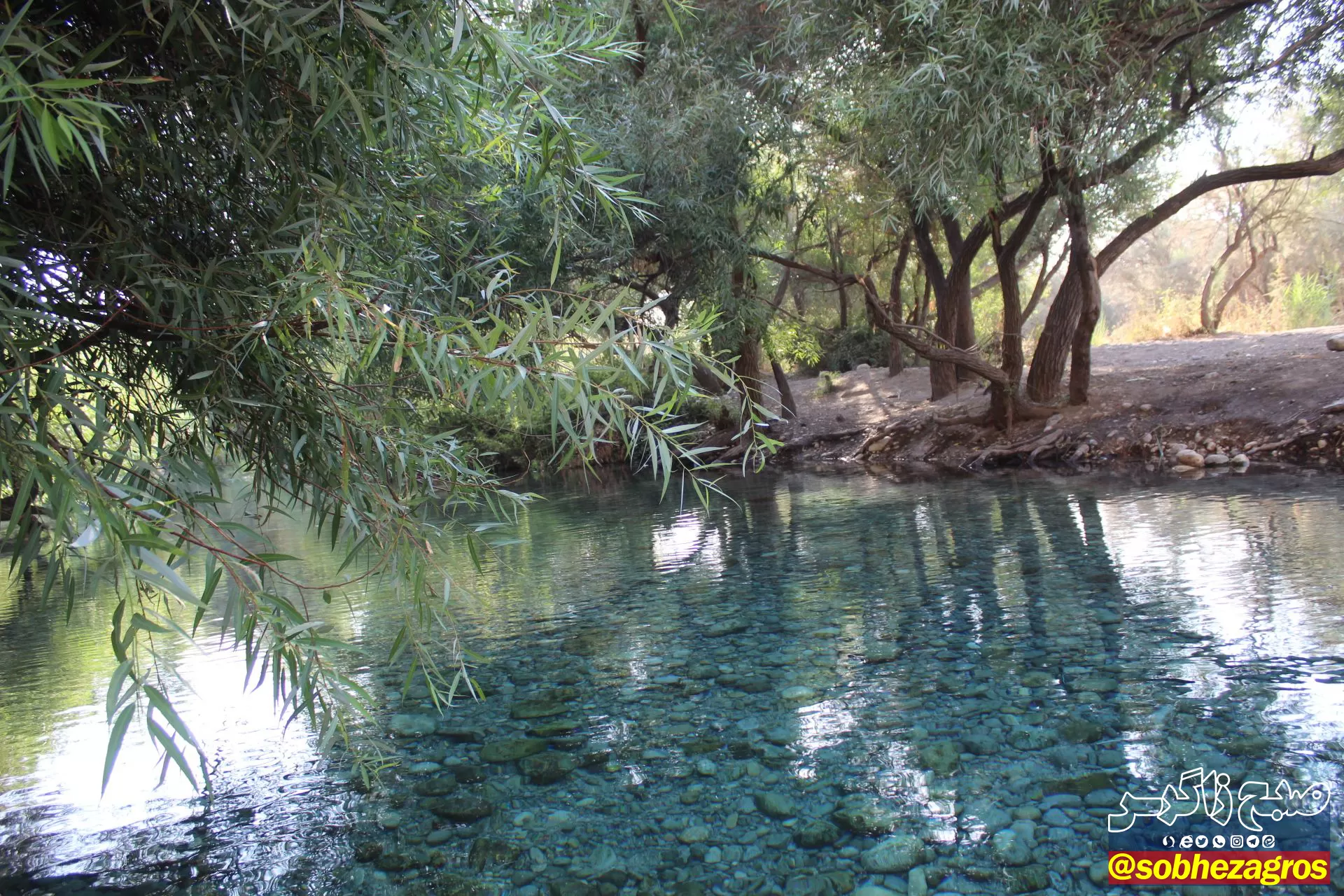 چشمه انجیری بهشتی رویایی در تابستان