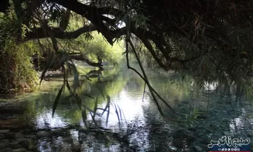 چشمه انجیری بهشتی رویایی در تابستان