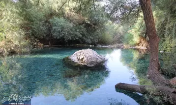 چشمه انجیری بهشتی رویایی در تابستان