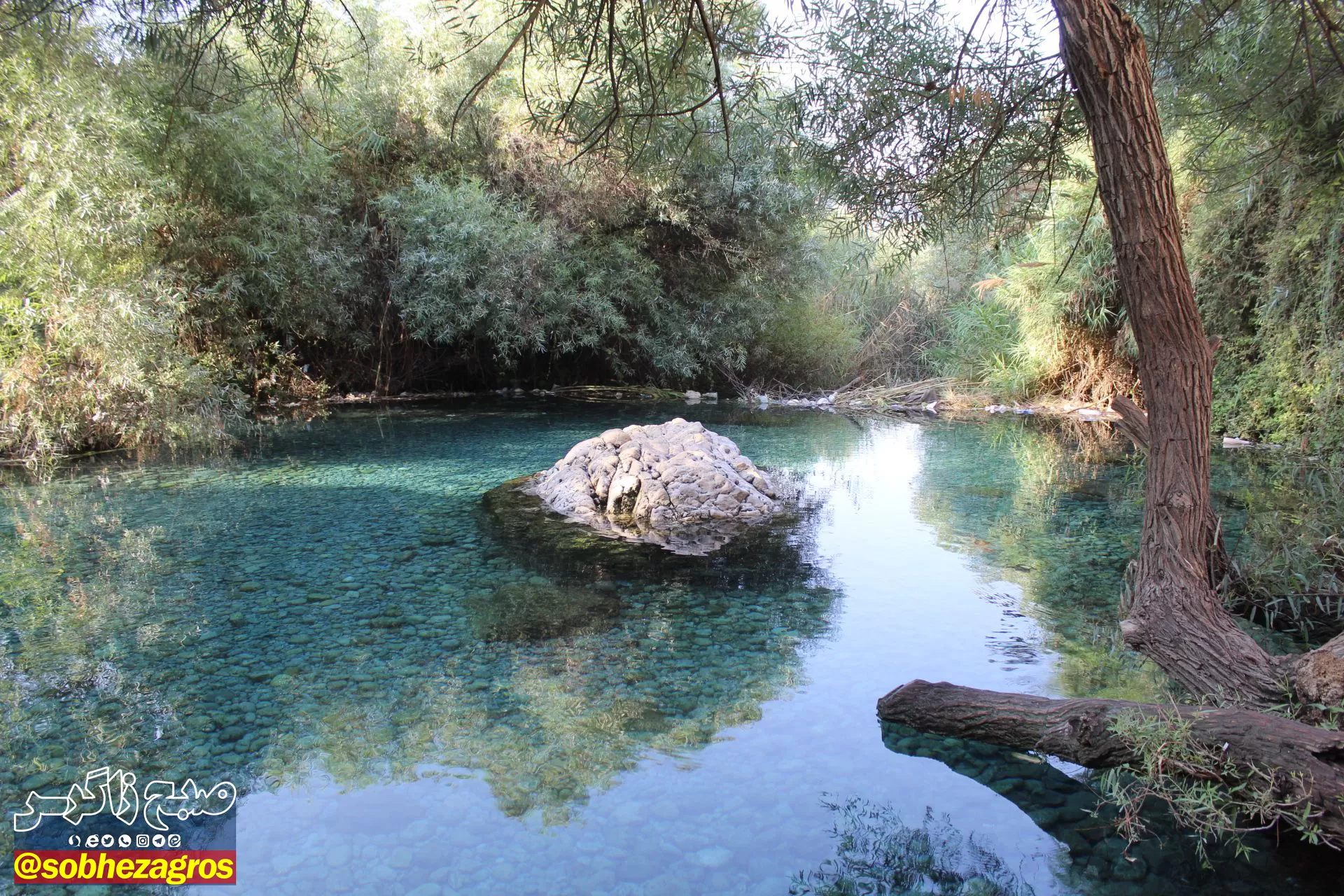 چشمه انجیری بهشتی رویایی در تابستان