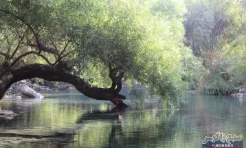 چشمه انجیری بهشتی رویایی در تابستان