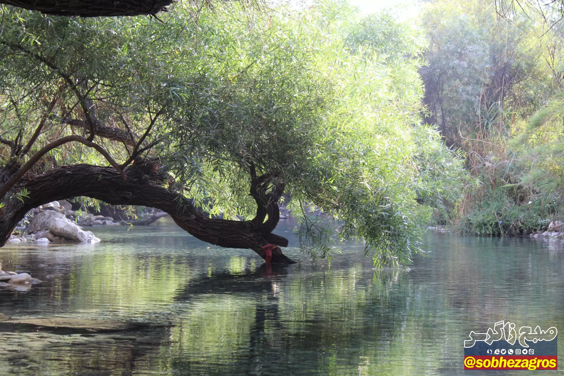 چشمه انجیری بهشتی رویایی در تابستان