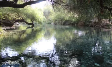 چشمه انجیری بهشتی رویایی در تابستان