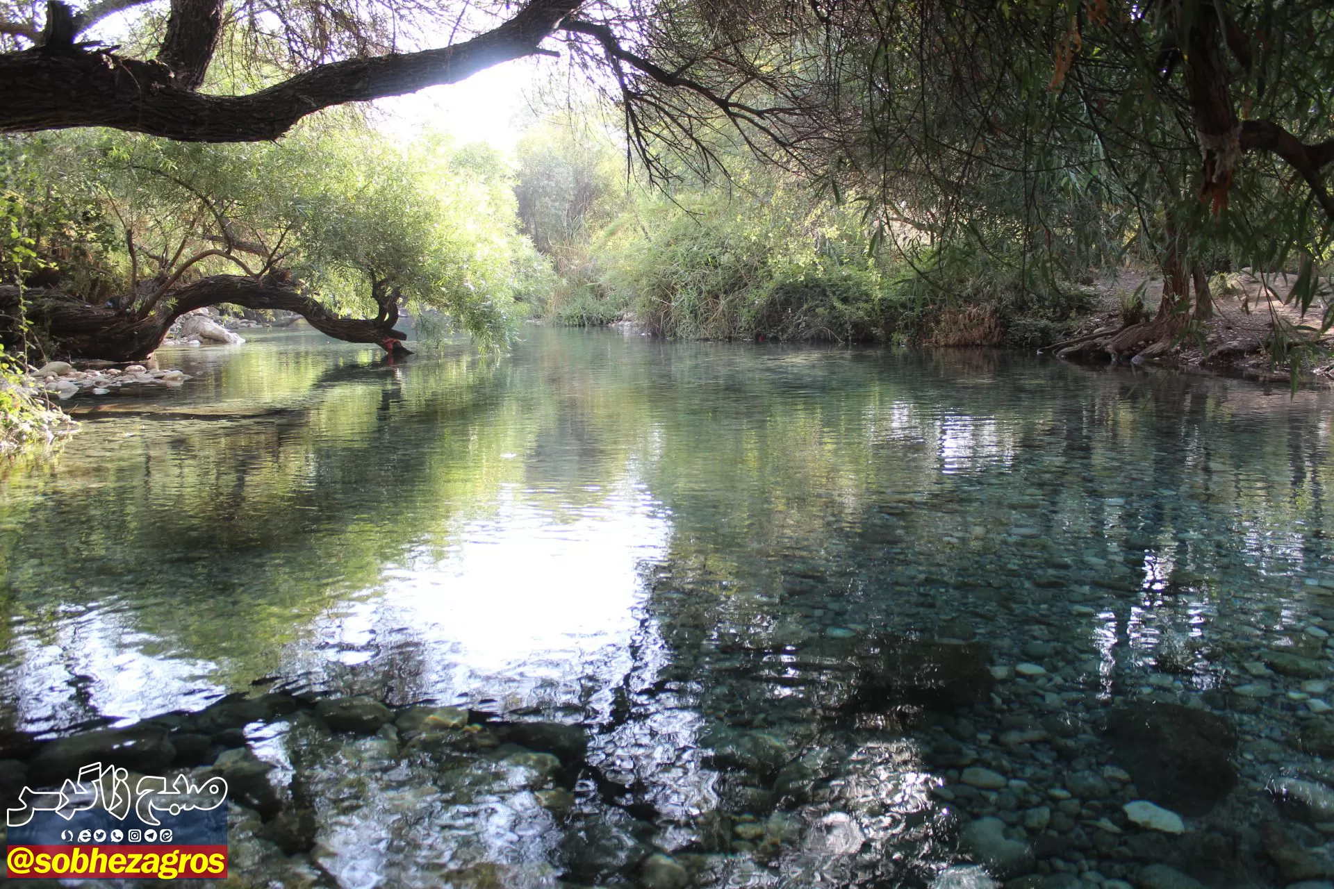 چشمه انجیری بهشتی رویایی در تابستان
