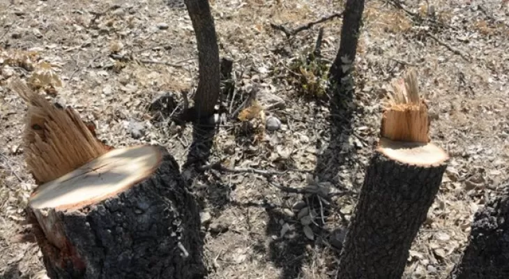 بلوط‌های زاگرس زیر تیغ قاچاقچیان زغال
