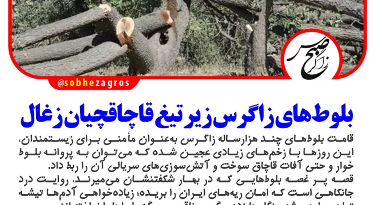 سایه شوم بر پیکر بلوطهای کهنسال زاگرس