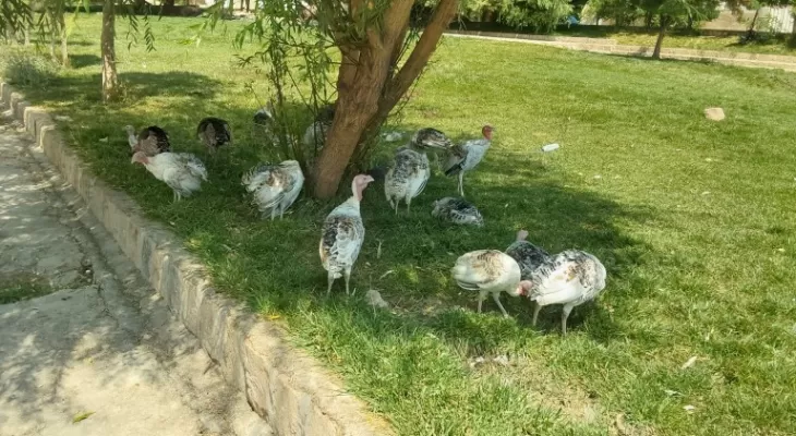 پرورش مرغ و اسب در پارک چشمه نباتی