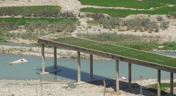 کاشت برنج بر روی پل مخروبه در لنده