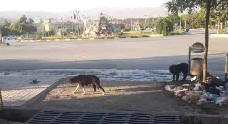 سگ‌های ولگرد و استرس شهروندان یاسوجی