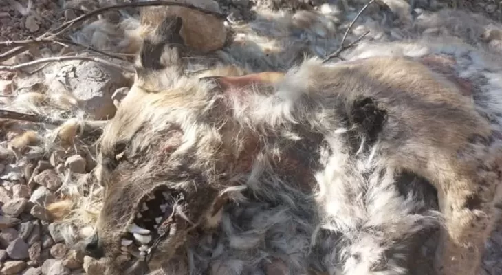 تشخیص هویت لاشه جانور کشف شده در دنا