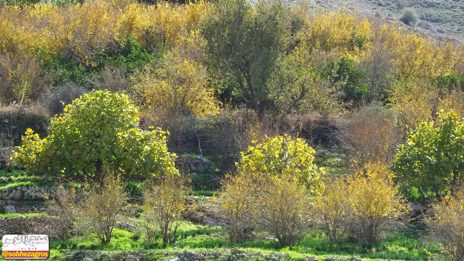 هنر تمام‌نمای طبیعت در دهستان امامزاده جعفر گچساران