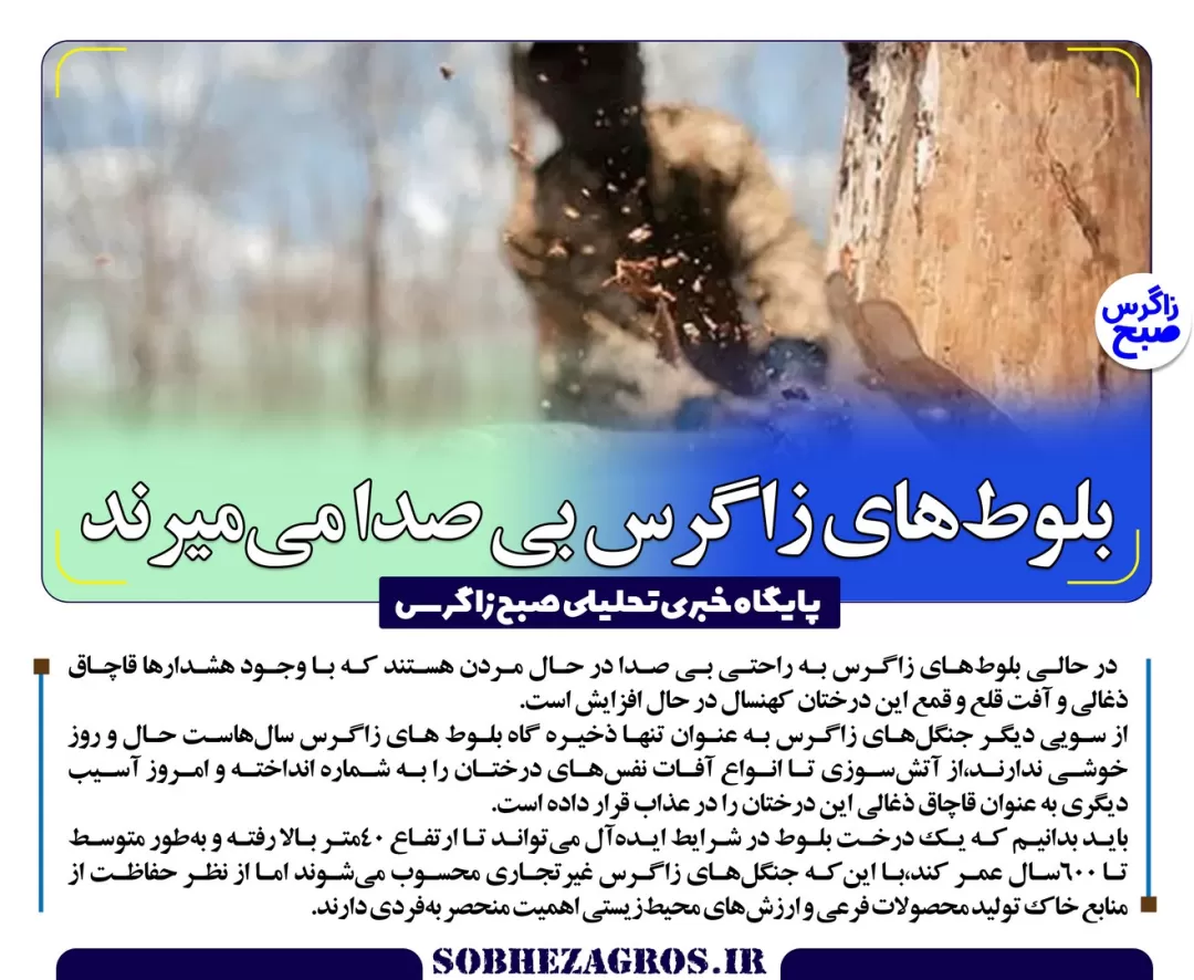 آخرین نفس‌های بلوط‌های کهنسال زاگرس