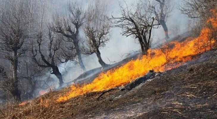 بلوط‌های زاگرس ایستاده می‌میرند