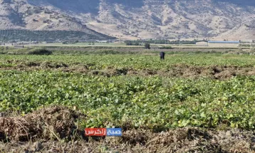 برداشت ماش از مزارع شهرستان باشت