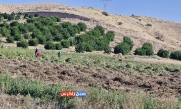 برداشت ماش از مزارع شهرستان باشت