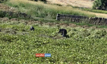 برداشت ماش از مزارع شهرستان باشت