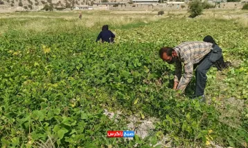 برداشت ماش از مزارع شهرستان باشت