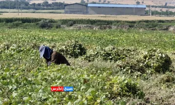 برداشت ماش از مزارع شهرستان باشت